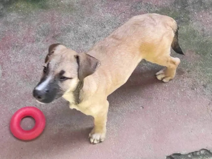 Cachorro ra a SRD-ViraLata idade 2 a 6 meses nome Nico Robin (fêmea ) e Sanji (macho)