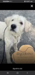 Bigodinho 