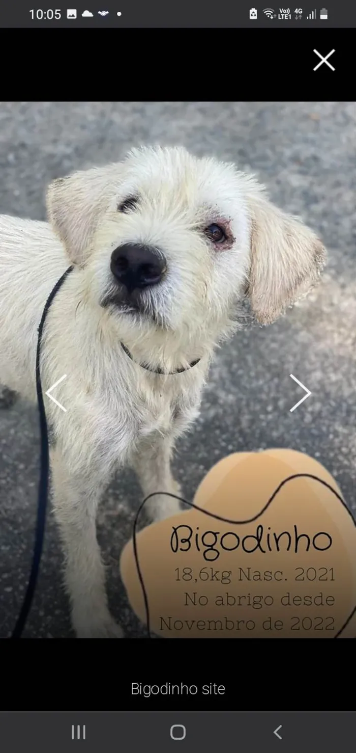 Cachorro ra a SRD-ViraLata idade 3 anos nome Bigodinho 