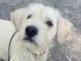 Bigodinho 