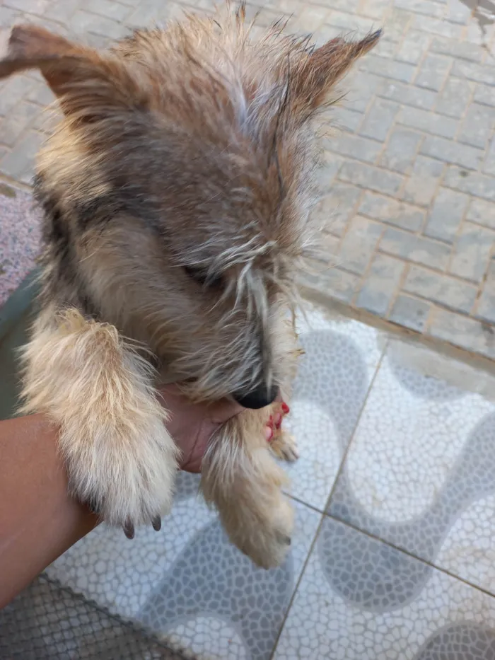 Cachorro ra a Mista idade 1 ano nome GRATIFICA - Belo