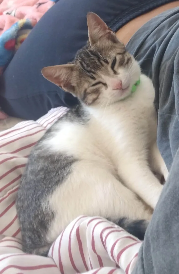 Gato ra a Pelo curto brasileiro (vira lata) idade 2 a 6 meses nome Sem nome 
