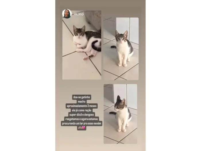 Gato ra a Pelo curto brasileiro (vira lata) idade 2 a 6 meses nome Sem nome 