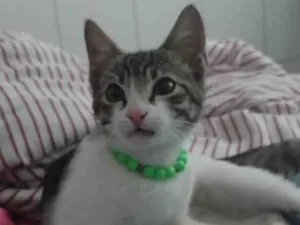 Gato raça Pelo curto brasileiro (vira lata) idade 2 a 6 meses nome Sem nome 