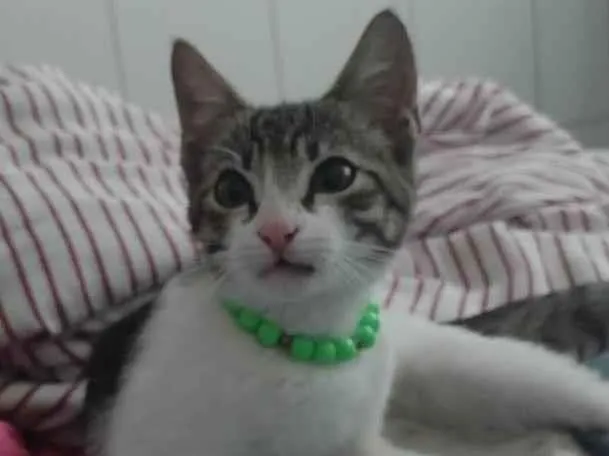 Gato ra a Pelo curto brasileiro (vira lata) idade 2 a 6 meses nome Sem nome 