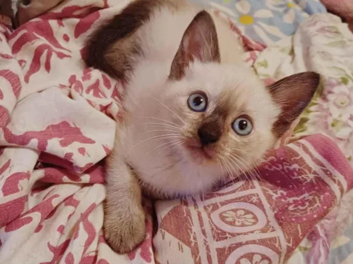 Gato ra a Siames idade Abaixo de 2 meses nome Siamesa adocao