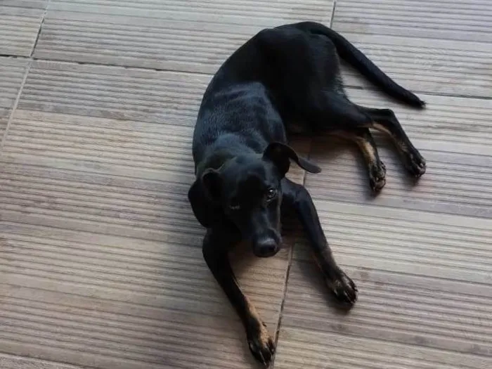 Cachorro ra a Viralata idade 2 a 6 meses nome Dug