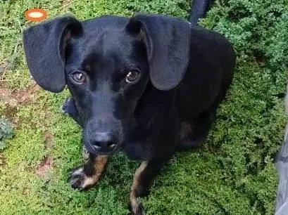 Cachorro ra a Viralata idade 2 a 6 meses nome Dug