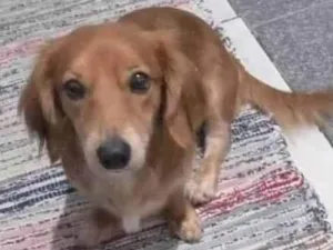 Cachorro raça SRD-ViraLata idade 2 anos nome Lessie  (Porte P)