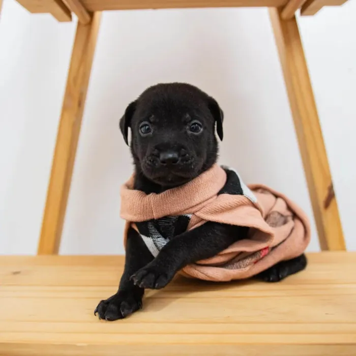 Cachorro ra a SRD-ViraLata idade Abaixo de 2 meses nome Filhotes