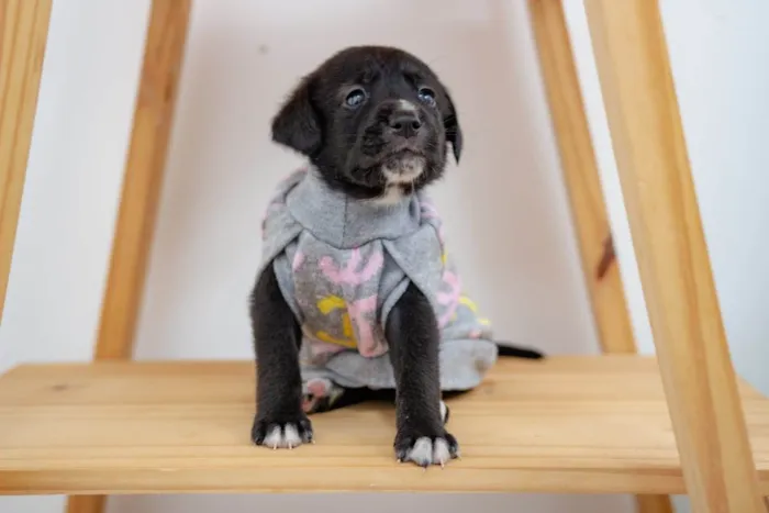 Cachorro ra a SRD-ViraLata idade Abaixo de 2 meses nome Filhotes