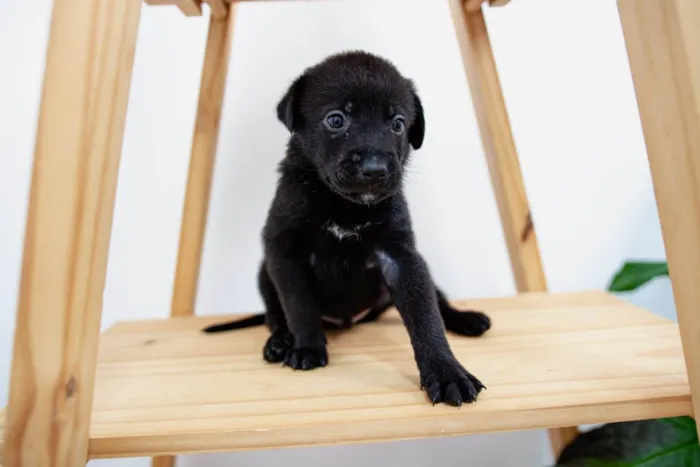 Cachorro ra a SRD-ViraLata idade Abaixo de 2 meses nome Filhotes
