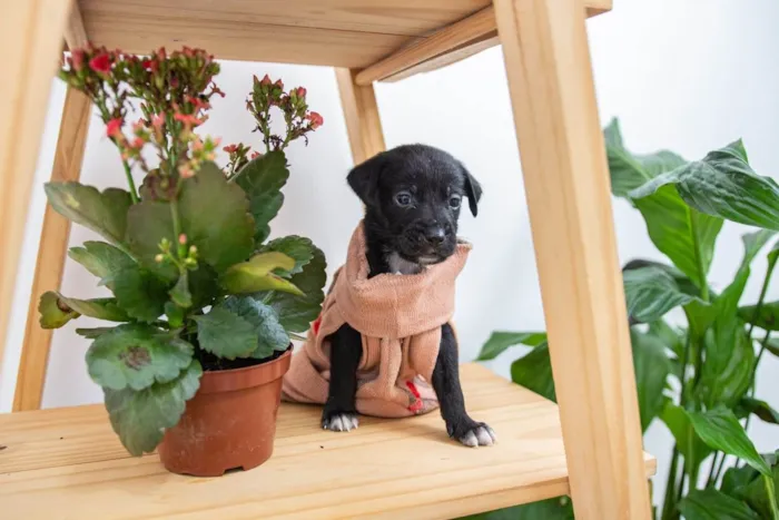 Cachorro ra a SRD-ViraLata idade Abaixo de 2 meses nome Filhotes