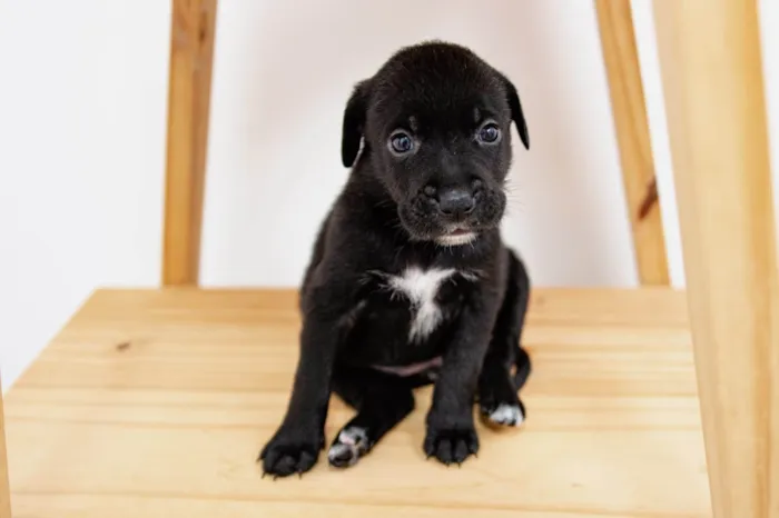 Cachorro ra a SRD-ViraLata idade Abaixo de 2 meses nome Filhotes