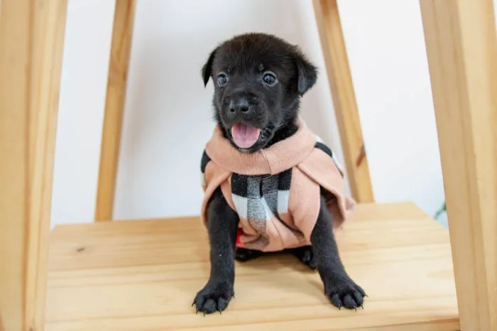 Cachorro ra a SRD-ViraLata idade Abaixo de 2 meses nome Filhotes