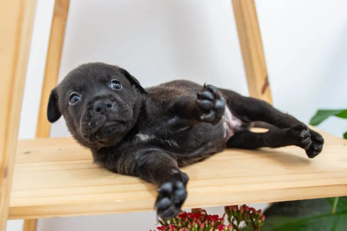 Cachorro ra a SRD-ViraLata idade Abaixo de 2 meses nome Filhotes