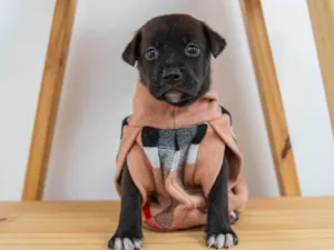 Cachorro raça SRD-ViraLata idade Abaixo de 2 meses nome Filhotes