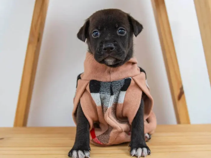 Cachorro ra a SRD-ViraLata idade Abaixo de 2 meses nome Filhotes