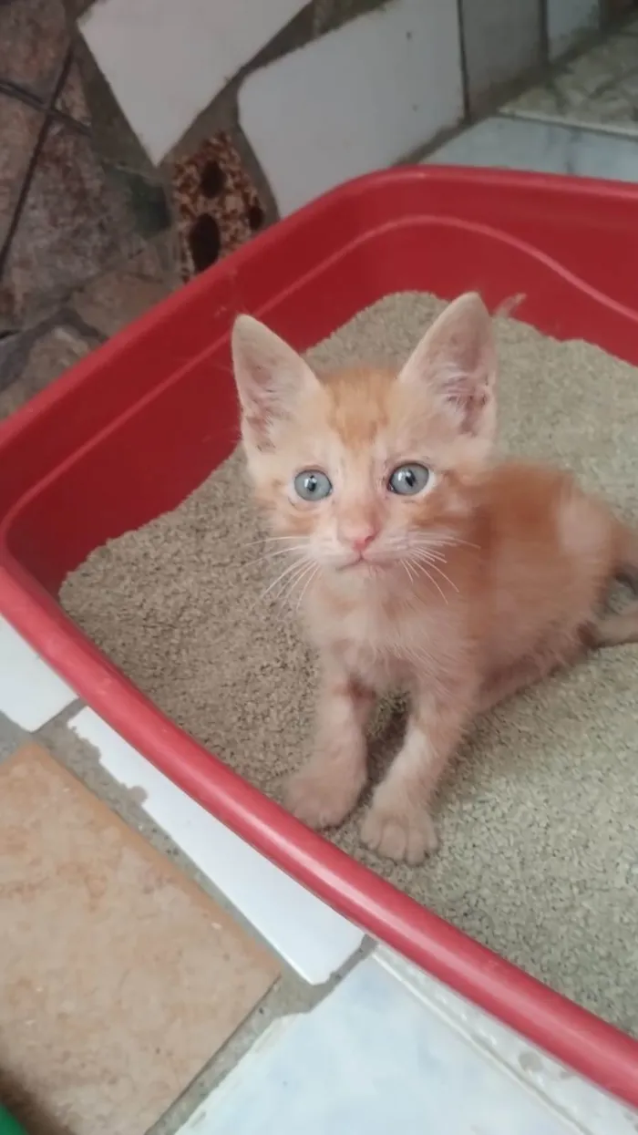 Gato ra a Srd idade Abaixo de 2 meses nome Dani