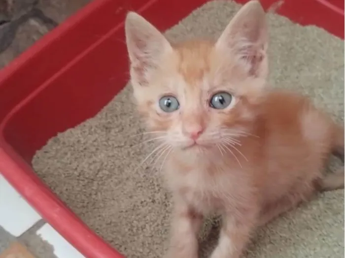 Gato ra a Srd idade Abaixo de 2 meses nome Dani