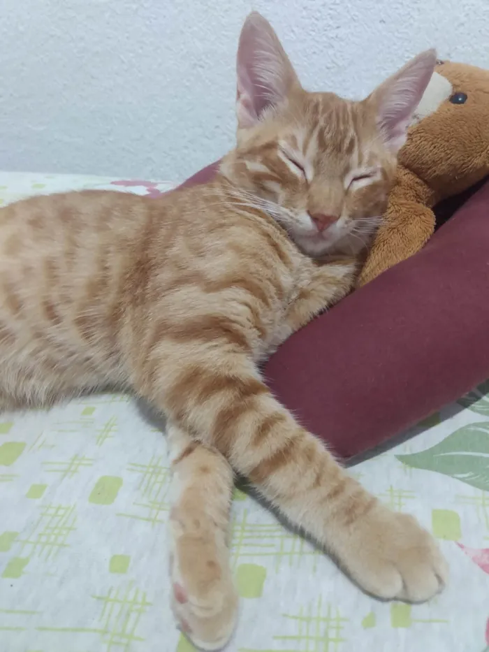 Gato ra a Srd idade 2 a 6 meses nome Caramelo (São Sebastião-DF)