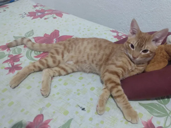 Gato ra a Srd idade 2 a 6 meses nome Caramelo (São Sebastião-DF)
