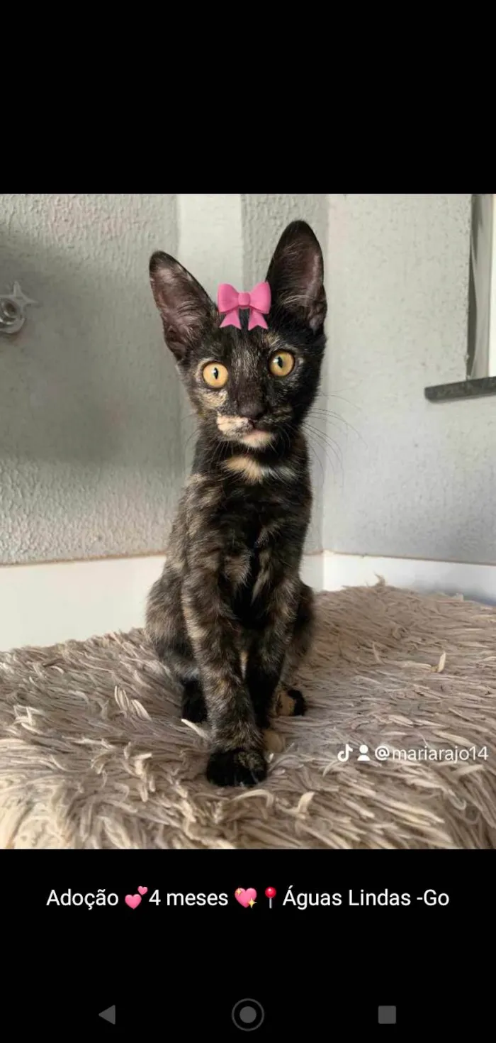 Gato ra a SRD idade 2 a 6 meses nome Diana (Águas Lindas - GO)