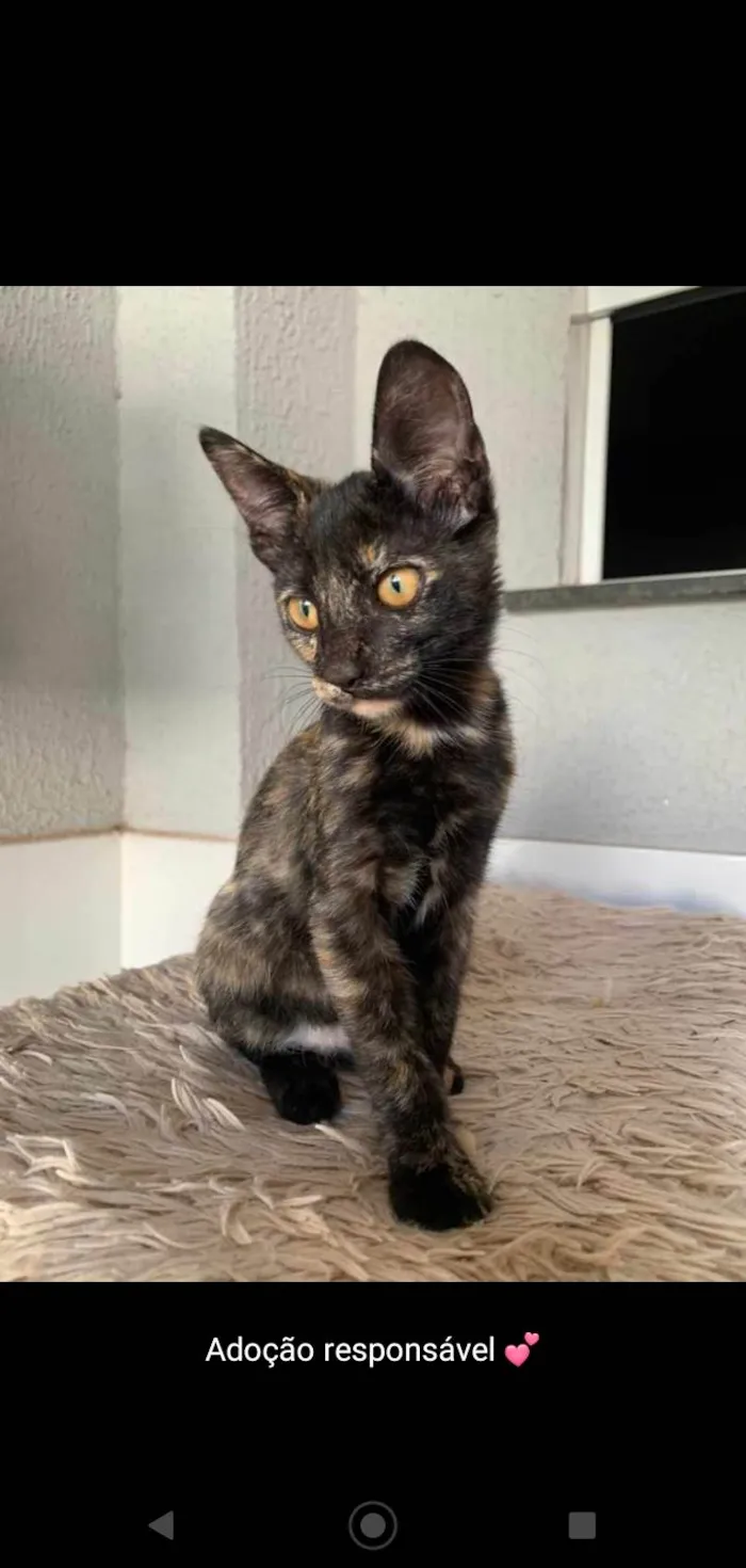 Gato ra a SRD idade 2 a 6 meses nome Diana (Águas Lindas - GO)