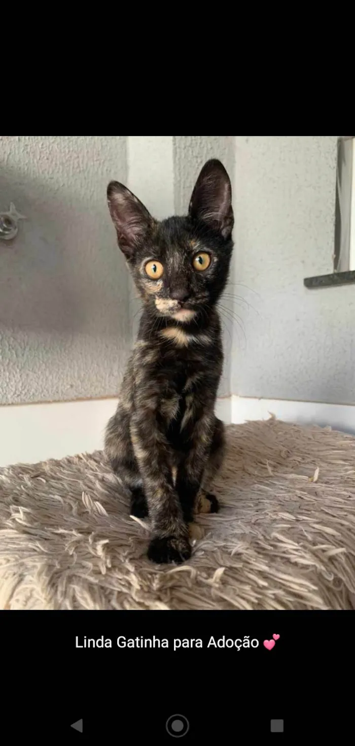 Gato ra a SRD idade 2 a 6 meses nome Diana (Águas Lindas - GO)