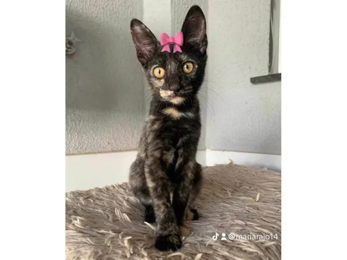 Gato ra a SRD idade 2 a 6 meses nome Diana (Águas Lindas - GO)
