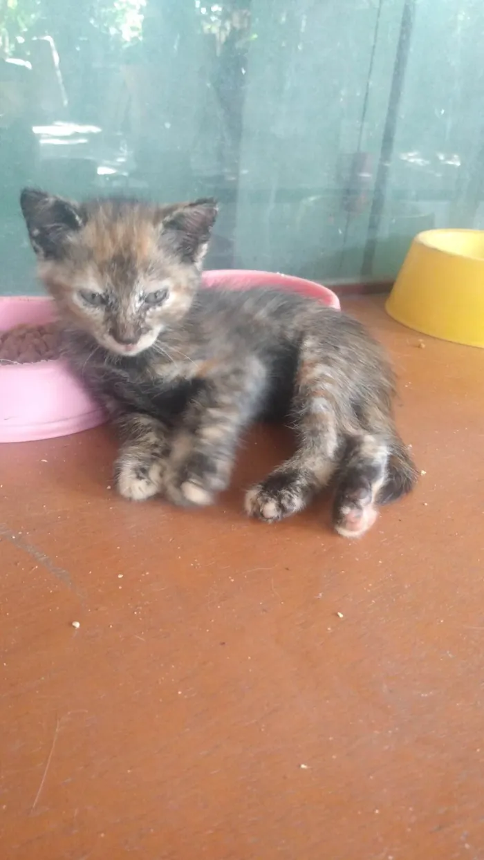 Gato ra a Srd idade Abaixo de 2 meses nome Lua (São Sebastião -DF)