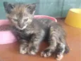 Lua (São Sebastião -DF)
