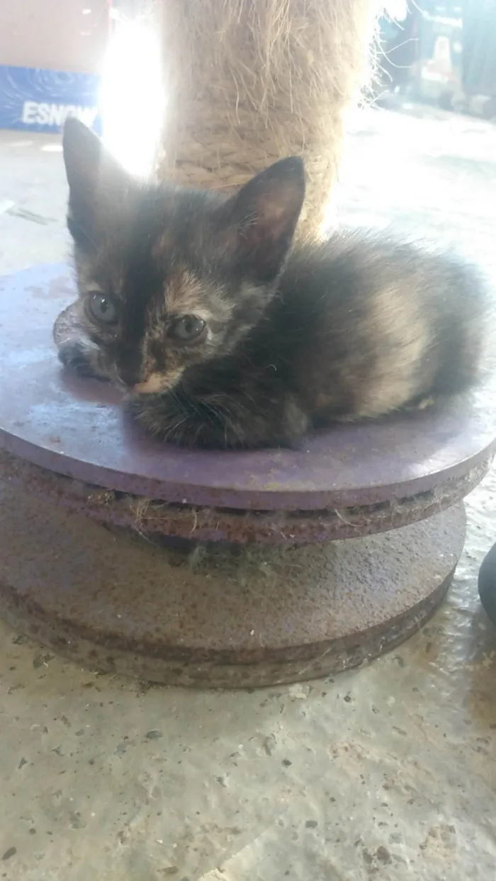 Gato ra a Srd idade Abaixo de 2 meses nome Luna (São Sebastião -DF)