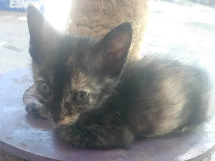 Gato ra a Srd idade Abaixo de 2 meses nome Luna (São Sebastião -DF)