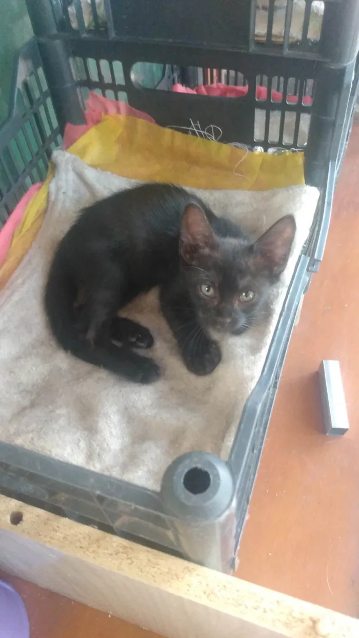 Gato ra a SRD idade 2 a 6 meses nome Café (São Sebastião -DF)