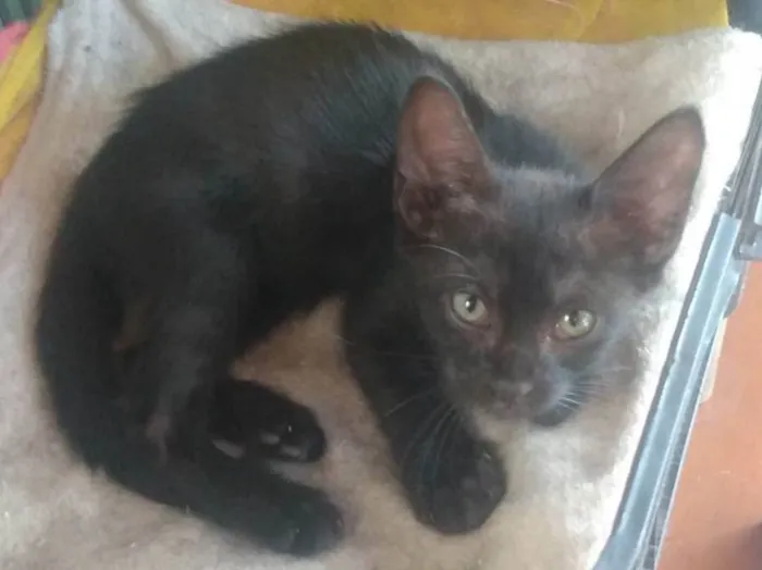 Gato ra a SRD idade 2 a 6 meses nome Café (São Sebastião -DF)