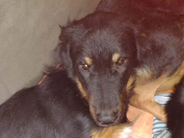 Cachorro ra a Rottweiler com pastor alemão  idade 7 a 11 meses nome Zaya e Zeus 