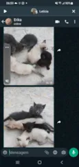 Gatinhos