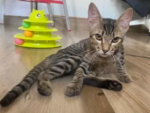 Gato raça Srd idade 2 a 6 meses nome Leona