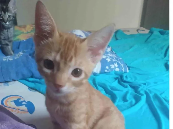 Gato ra a Srd idade 2 a 6 meses nome Caramelo (São Sebastião-DF)