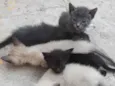 Gatinhos
