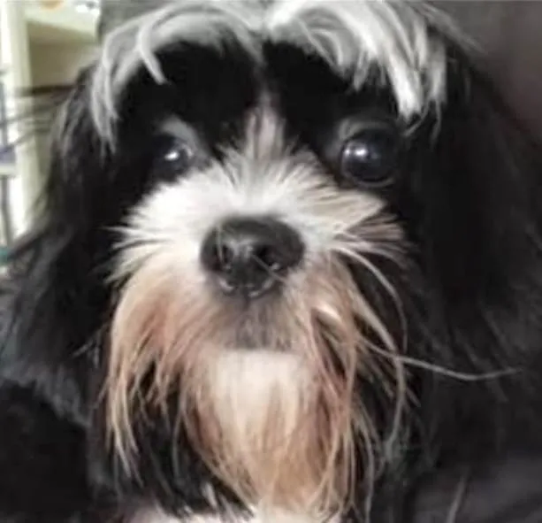 Cachorro ra a Mestico  idade 7 a 11 meses nome Bruce 