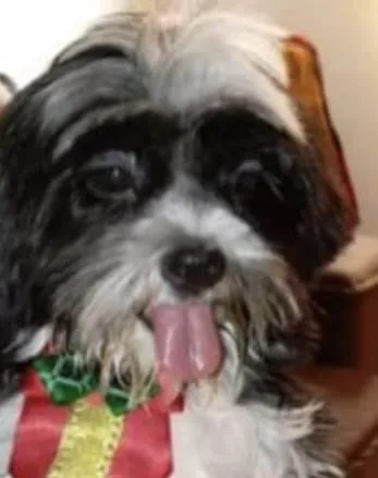 Cachorro ra a Mestico  idade 7 a 11 meses nome Bruce 