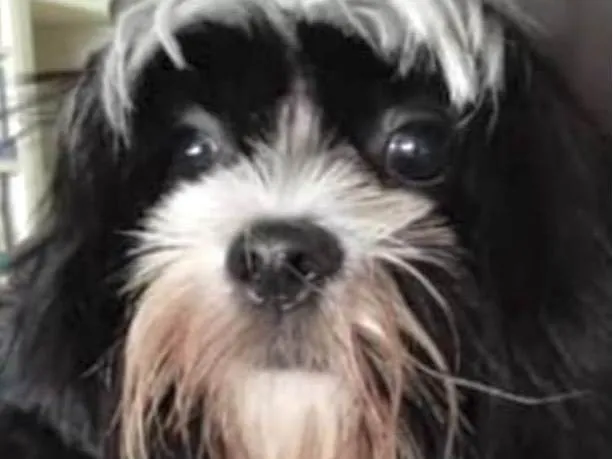 Cachorro ra a Mestico  idade 7 a 11 meses nome Bruce 