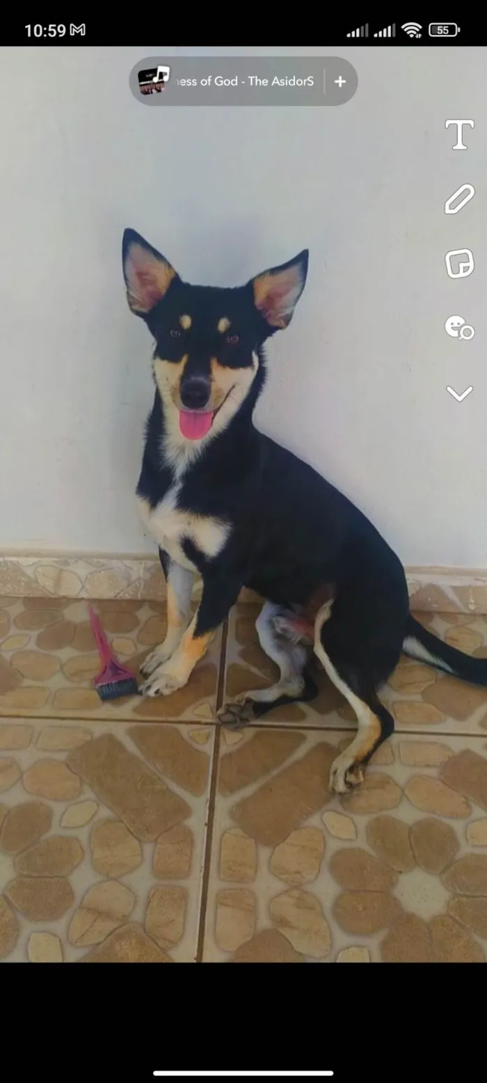 Cachorro ra a SRD-ViraLata idade 3 anos nome Theo