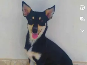 Cachorro raça SRD-ViraLata idade 3 anos nome Theo