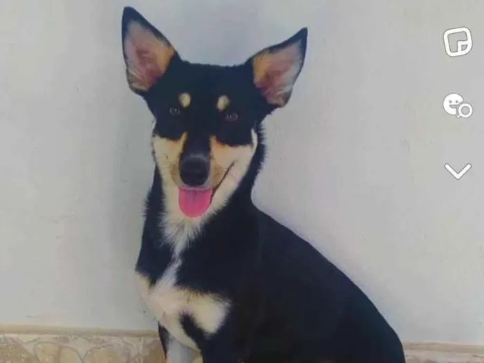 Cachorro ra a SRD-ViraLata idade 3 anos nome Theo