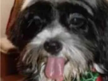 Cachorro ra a Mestico  idade 7 a 11 meses nome Bruce 