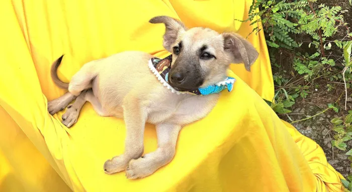 Cachorro ra a Srd idade 2 a 6 meses nome Frida
