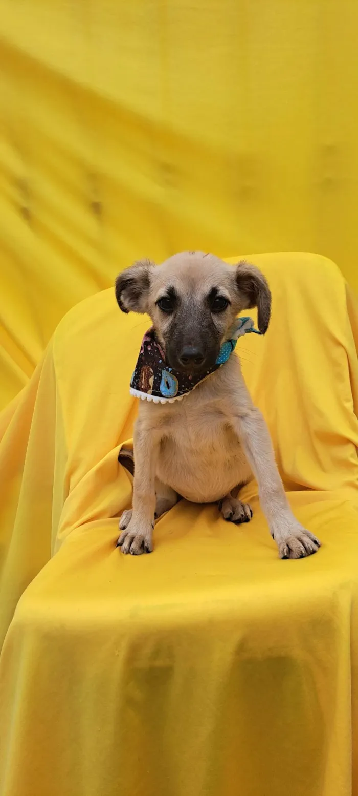 Cachorro ra a Srd idade 2 a 6 meses nome Frida